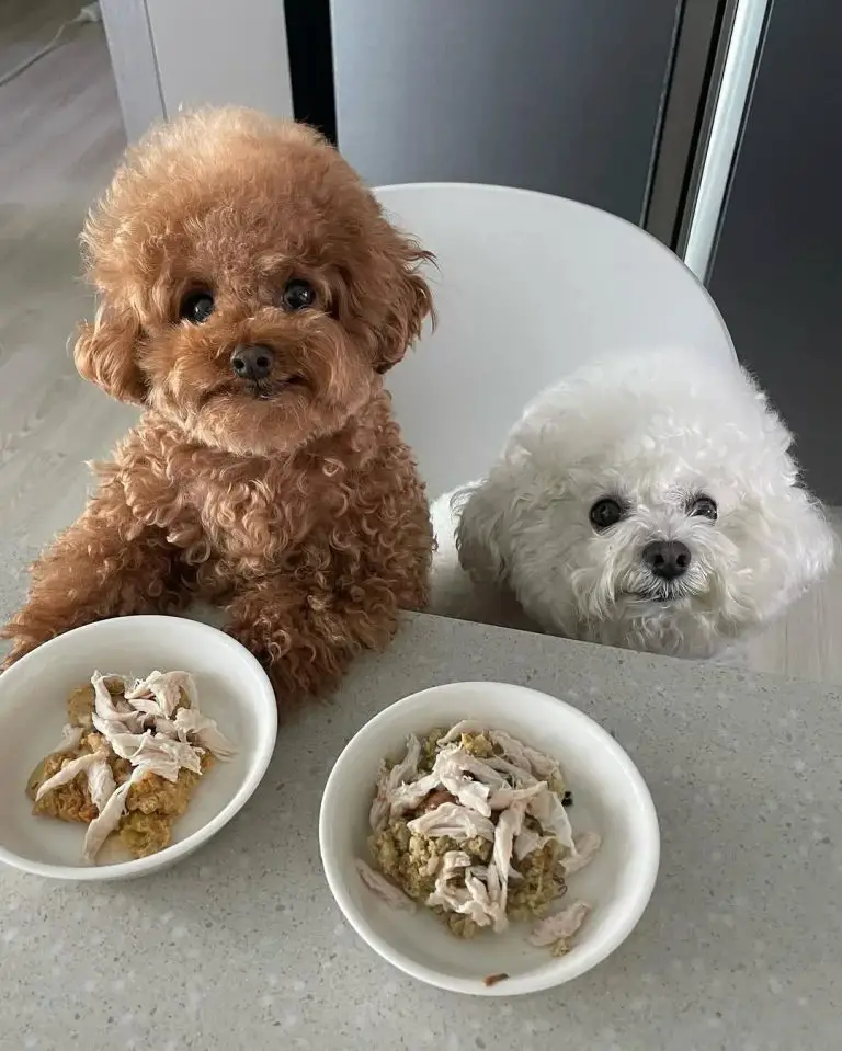 Homemade Pup Food Recipe (Vet Approved) Homemade Pup Food Recipe (Vet Approved)